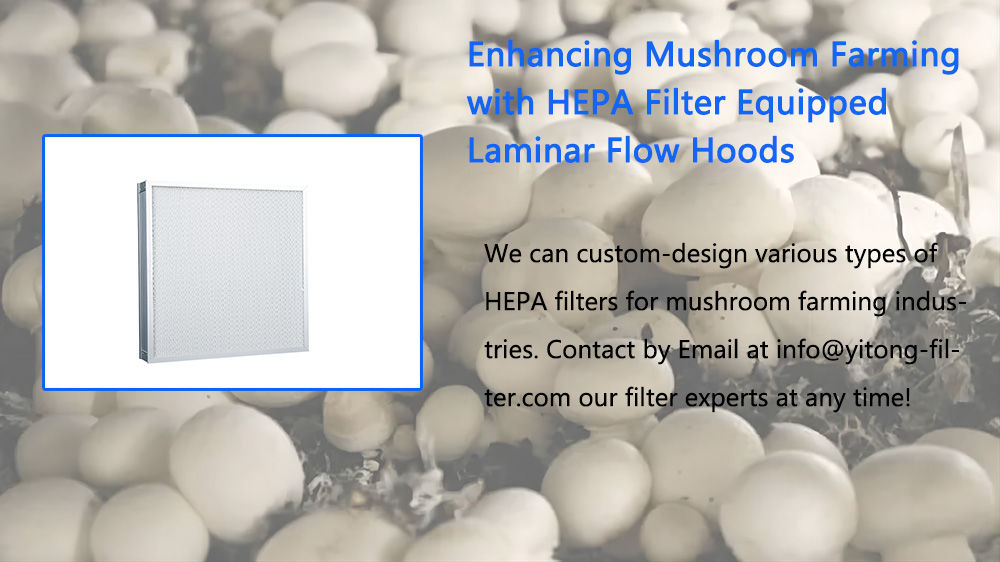 Enhancing Mushroom Farming with HEPA Filter Equipped Laminar Flow Hoods