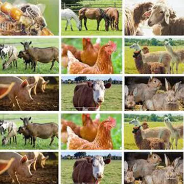 Livestock Farming